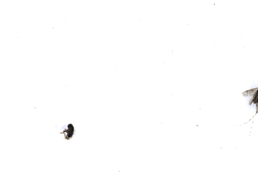 Image 46